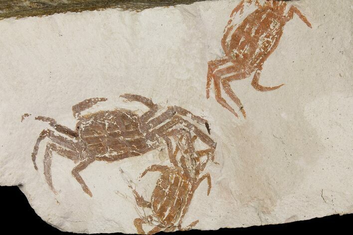 Three Miocene Pea Crab (Pinnixa) Fossils - California #177024